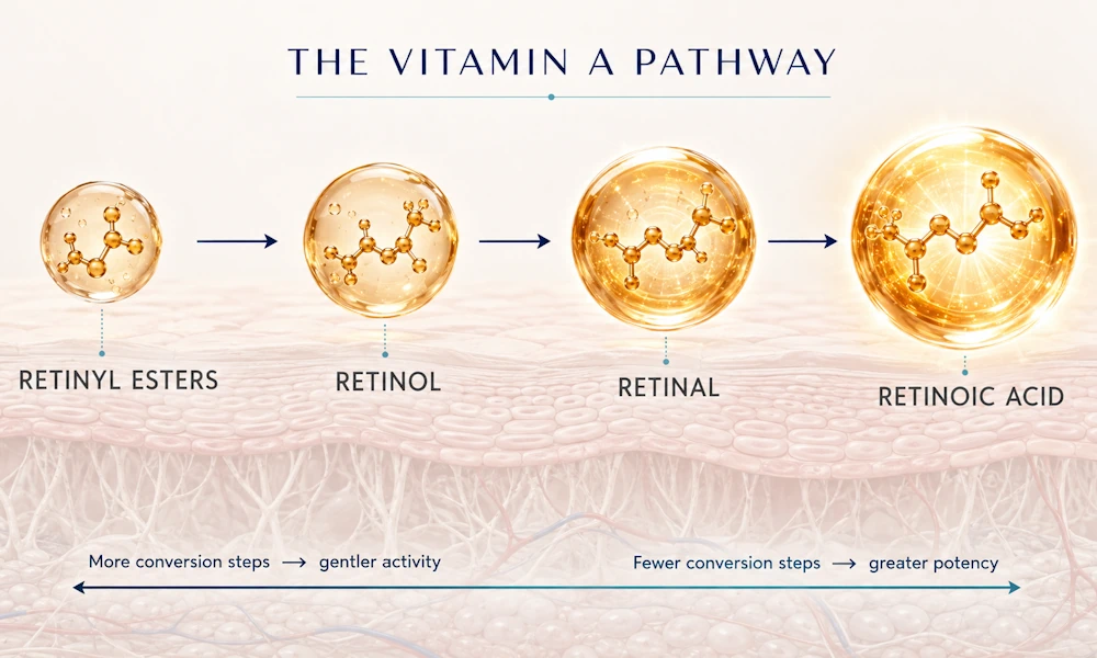 The Retinoid Pathway Explained: From Retinyl Esters to Tretinoin
